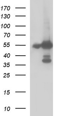 FGG Antibody