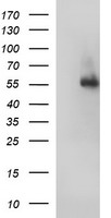 FGG Antibody