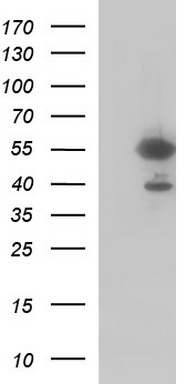 Fibrinogen gamma chain Antibody
