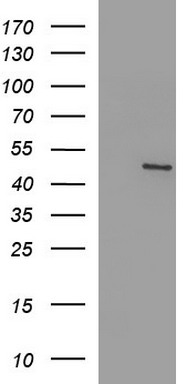 Fibrinogen gamma chain Antibody