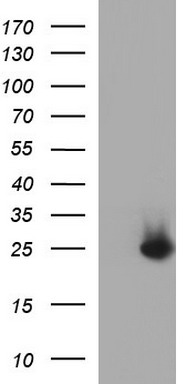 COX4NB Antibody