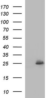 EMC8 Antibody