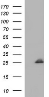 COX4NB Antibody