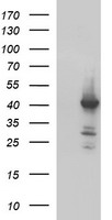 UCHL5IP Antibody