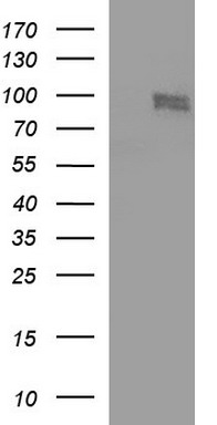 CEP68 Antibody