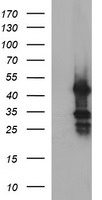 MFAP3 Antibody