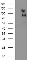 CEP68 Antibody