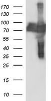 CEP68 Antibody