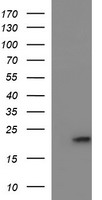 CYBC1 Antibody