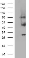 MFAP3 Antibody