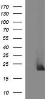 CYBC1 Antibody
