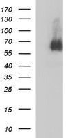 MADCAM1 Antibody