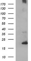CYBC1 Antibody