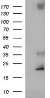 CYBC1 Antibody