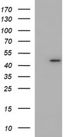 NDN Antibody
