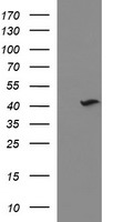 NDN Antibody