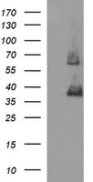 SCAMP2 Antibody