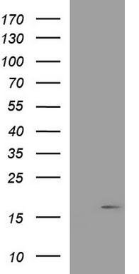 HRASLS3 Antibody