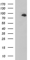 Junctophilin 2 Antibody