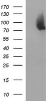 Junctophilin 2 Antibody