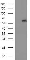 IL10RA Antibody