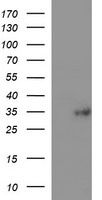 TMX1 Antibody