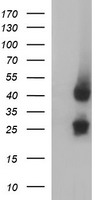 MFAP3 Antibody