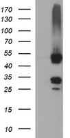 MFAP3 Antibody