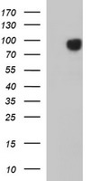 JPH2 Antibody