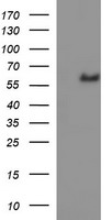IL10RA Antibody