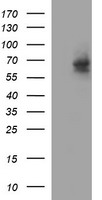 IL10RA Antibody