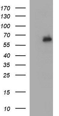 IL10RA Antibody