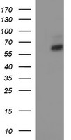 IL10RA Antibody