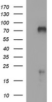 MADCAM1 Antibody