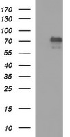 MADCAM1 Antibody