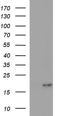 PLA2G16 Antibody