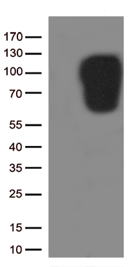 ICAM1 Antibody