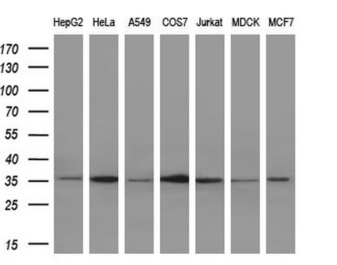 IL1 alpha Antibody