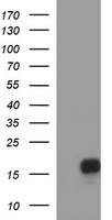 SIVA Antibody