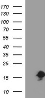 SIVA Antibody