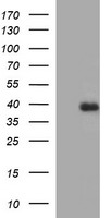 FA2H Antibody