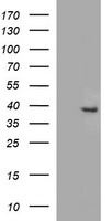 FA2H Antibody