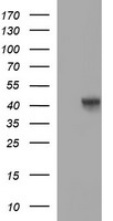 POU5F1 Antibody
