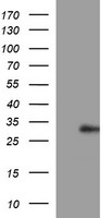 Placental lactogen Antibody