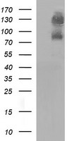 CD44 Antibody
