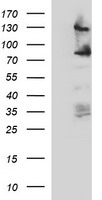 CD44 Antibody