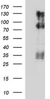 CD44 Antibody