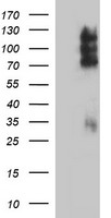 CD44 Antibody