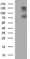 CD44 Antibody