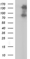 CD44 Antibody
